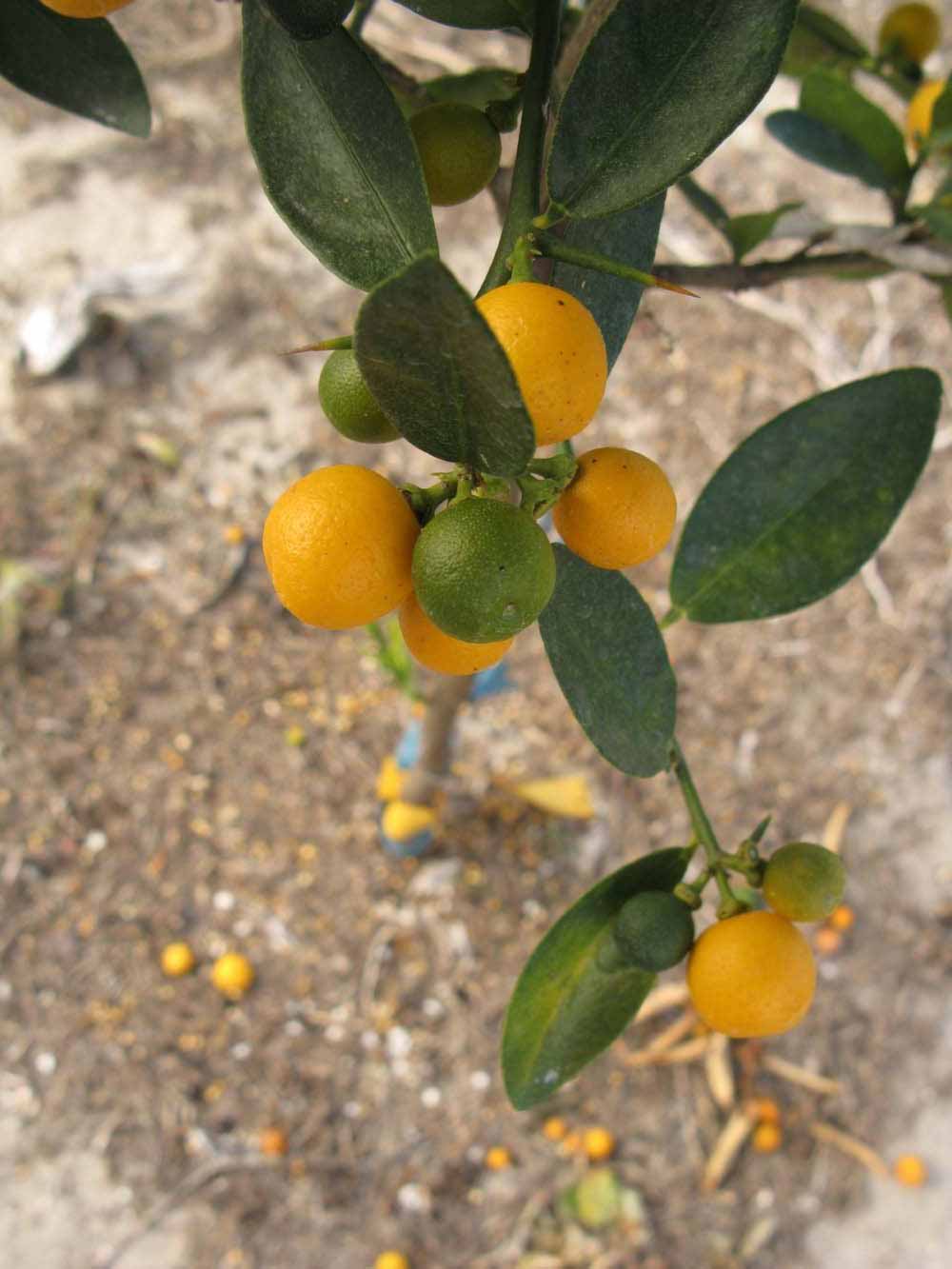            Fruit (Winter Haven, FL)   